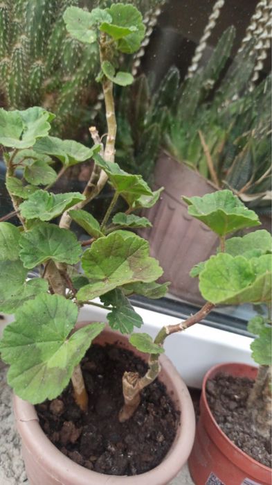 Комнатные растения (отростки)