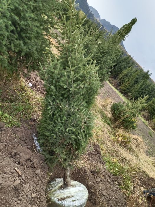 Пересадка выкопка посадка