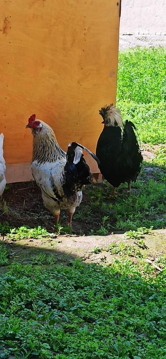 Обмен. Соглом хурузлар