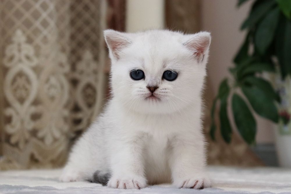 Sotiladi! Britanski shinshilla