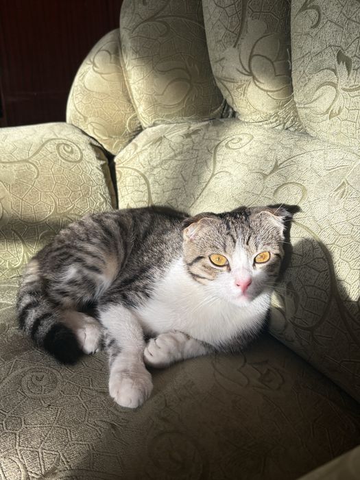 Продаётся сиамская кошка.
