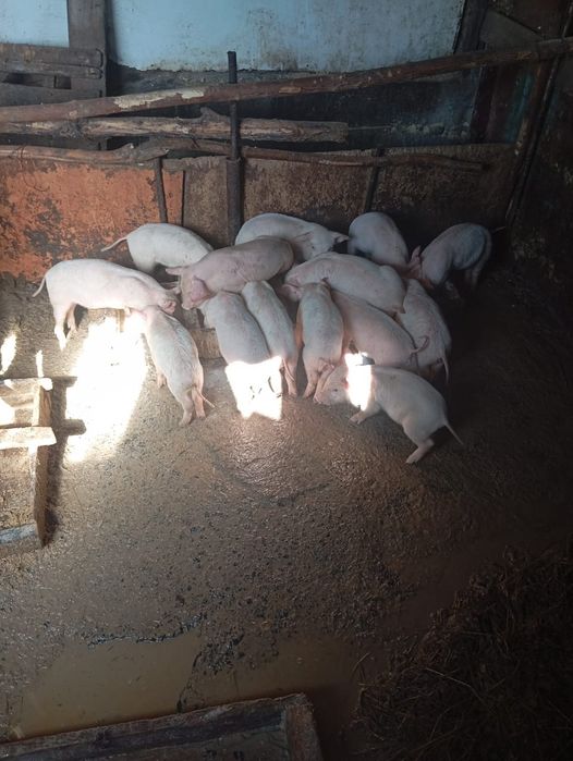 Продам месячных поросят