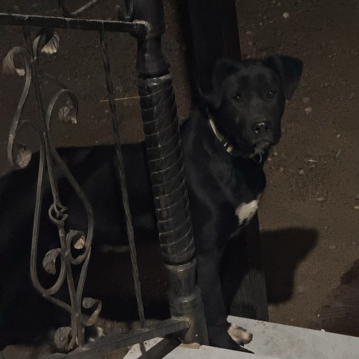 Отдам щенка лабрадора