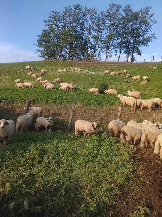 Vând miei și mieluțe de sămânță