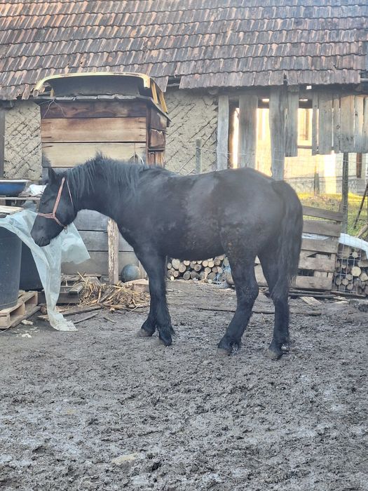 Vand manz de un an jumate