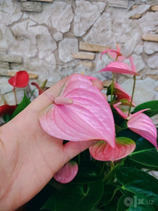 Антуриум Андре (Anthurium andraeanum) розовый сорт.