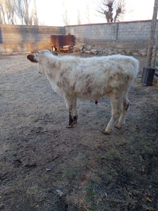 Өгізшелер сатылады