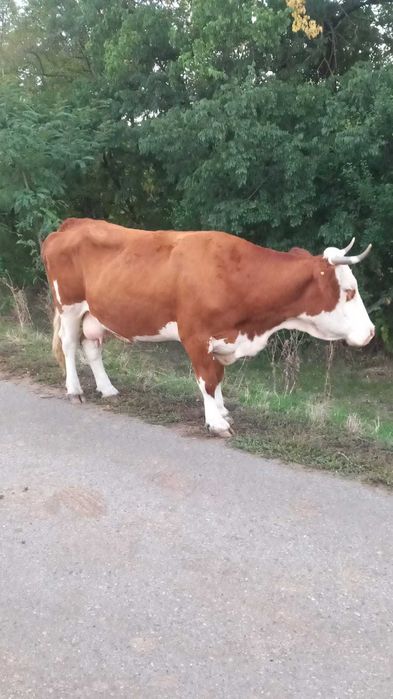 Vaca de vânzare