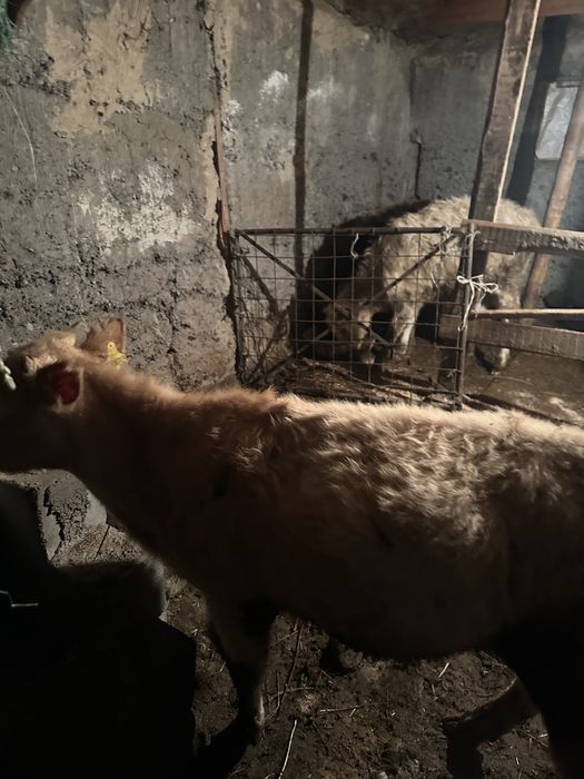 Продам телят бычки, талочки