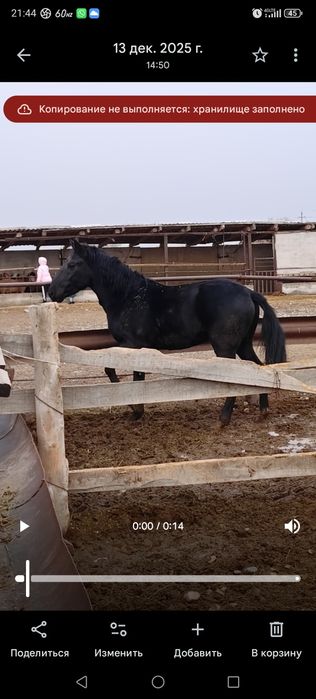 Айгыр, лошадь, кунан