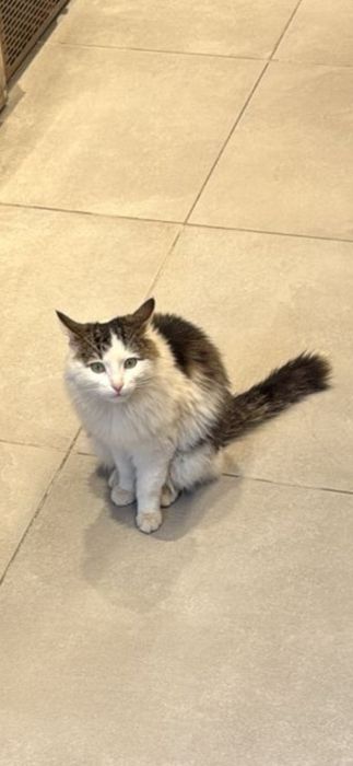 Кошечка возле заправки Атырау Жарык ходит