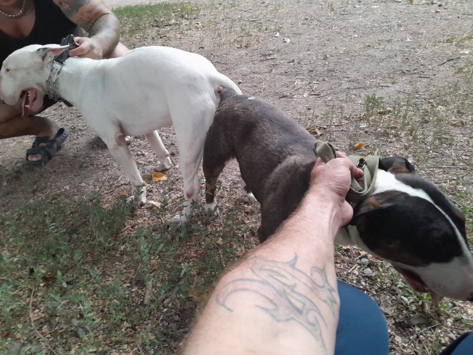 Ит. Сатылады бультерера