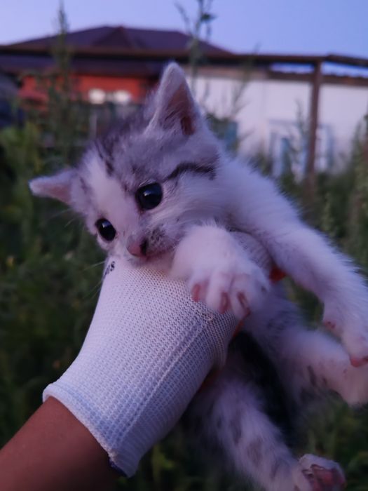 Котенок, девочка.