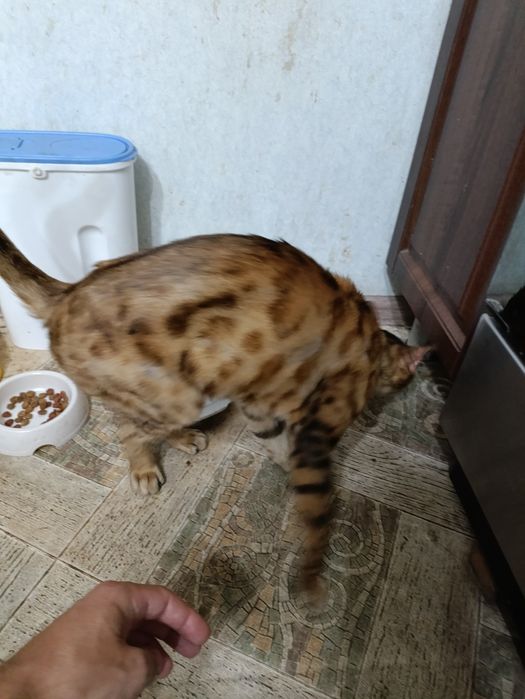 Кот ищет хозяина
