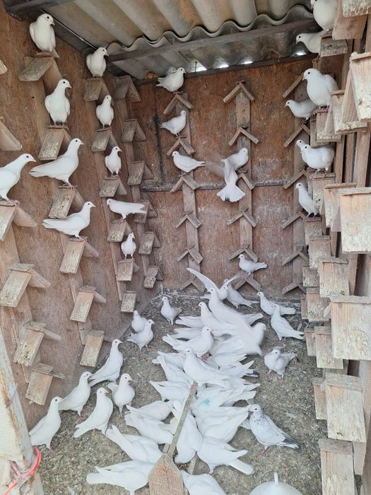 Fazani,pauni,rate salbatice,gaste lesesti,italiana potarnichie,etc