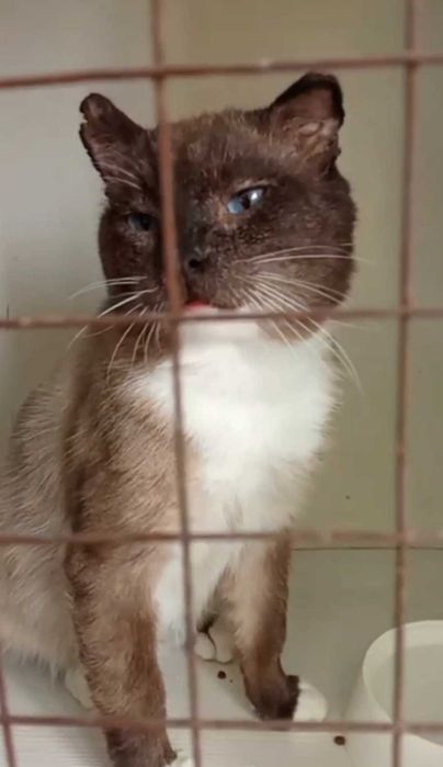 Котик с непростой судьбой ищет дом