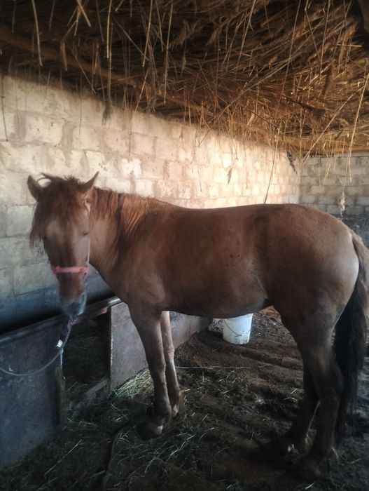 Семіз байтал сатылады