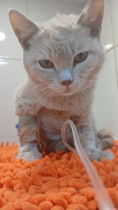 Отдаем кота в добрые руки