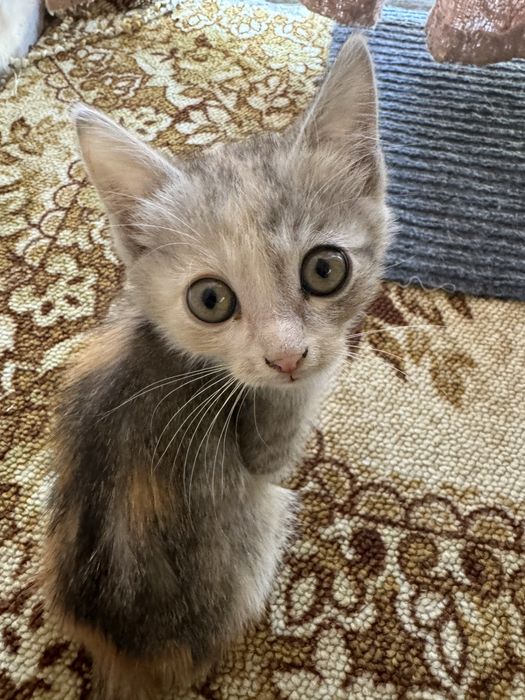 Отдам котят в хорошие руки