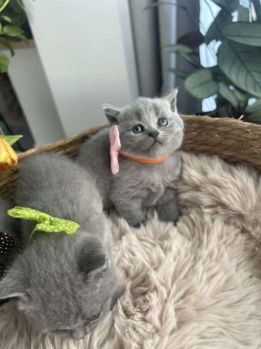 British shorthair Blue