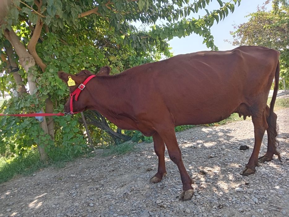 Eston sigir sotiladi.