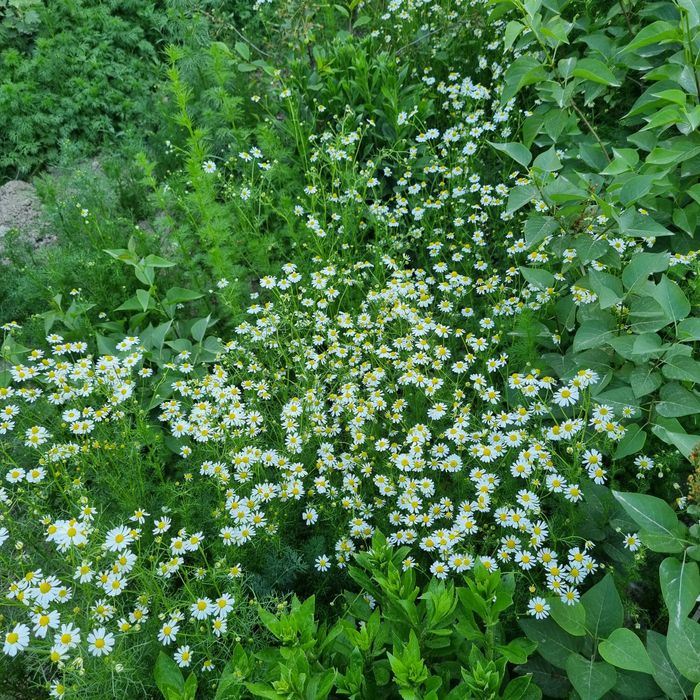 Эксклюзивные букеты(Eksklyuziv buketlar)