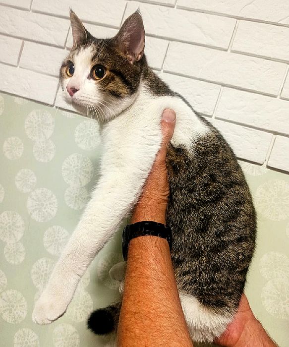 Отдаем кота в хорошие руки