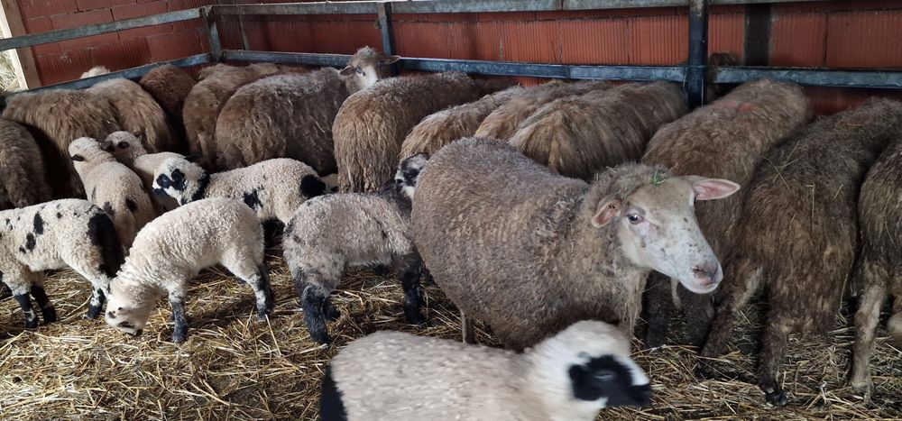 Oi tinere cu miei de vânzare