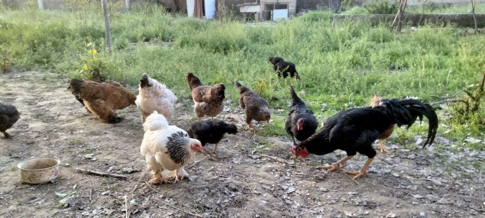 Хонаки товуклар тухумлари бор.