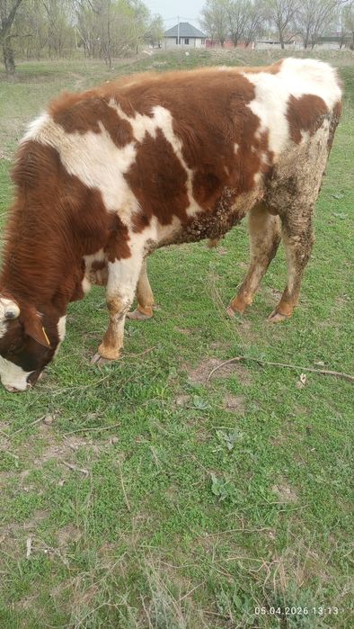 Продам быка сименталь