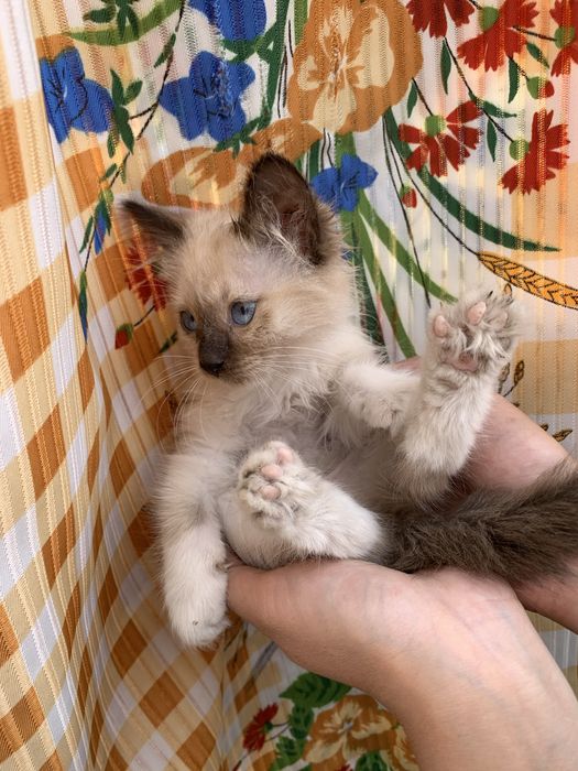 КОТЯТА Для твоего сердца