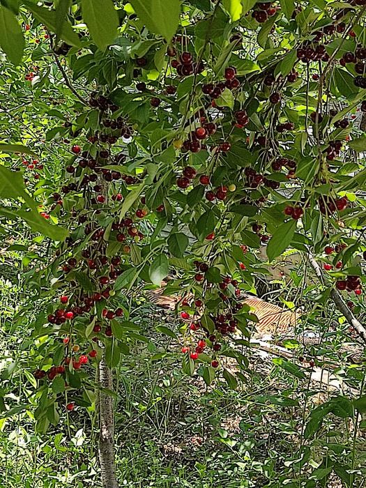 Дача с большим садом