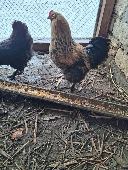 Әтеш Петух сатылады