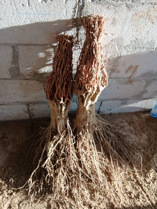 Vând butași vita de vie altoita