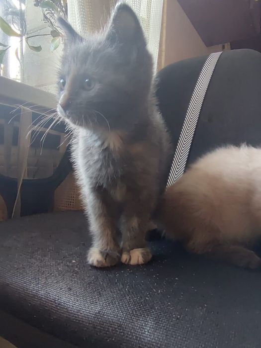 Отдам котят игривые