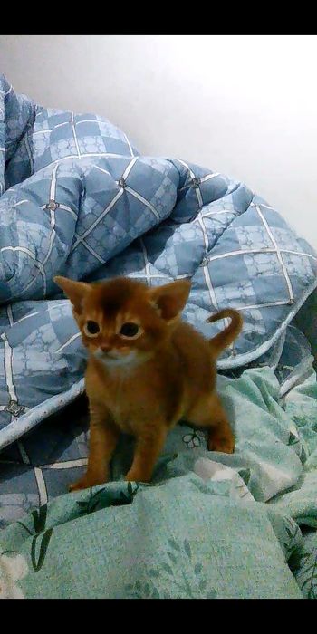 Продаются котята