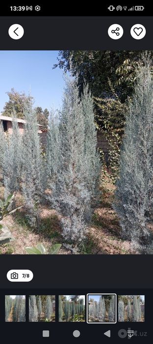 Arizonskiy kiparis sotiladi