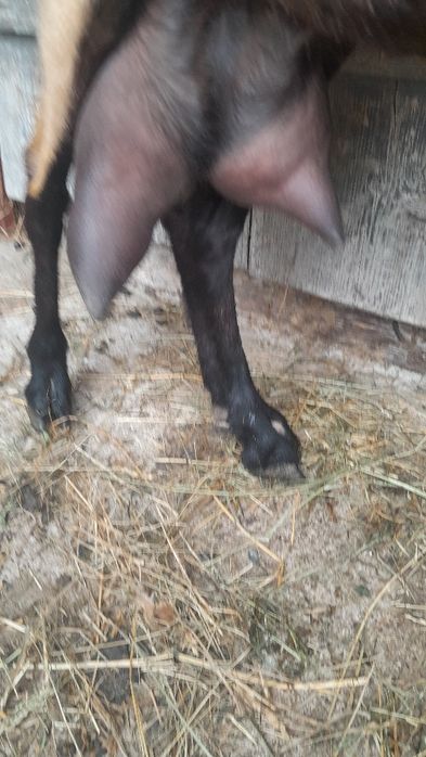 De vânzare capre de rasa ptr detalii 0748909980