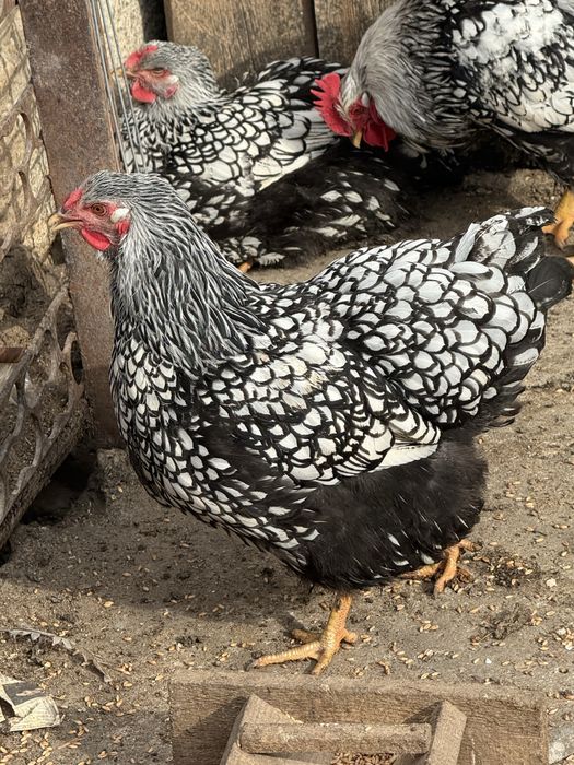 Oua pentru incubat wyandotte