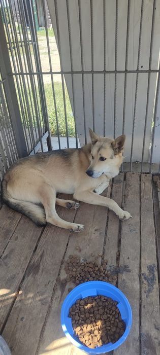 Овчарки выбор очень большой в отлове