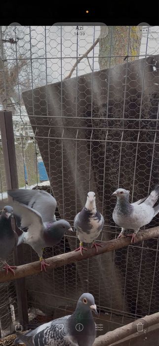 Vând porumbei voiajori