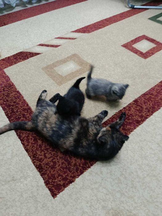 Отдам котят, мальчик/девочка