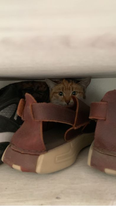 Отдам в добрые руки молодую кошку