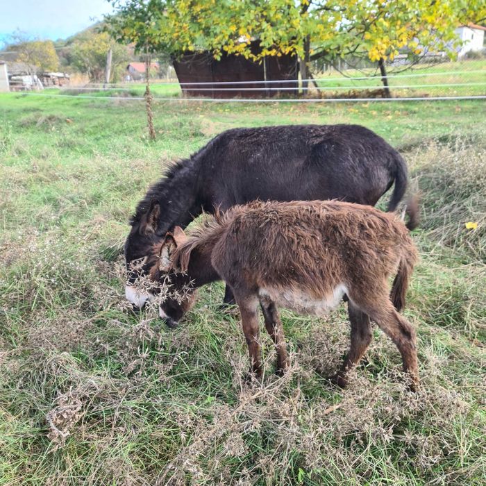 Vand magarite si magari