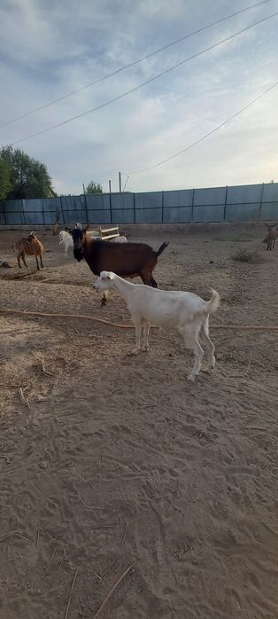 Козы и  козлята.