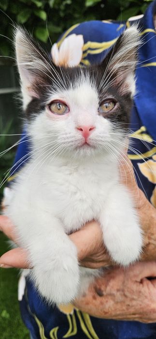 Братишки котики в поисках хозяина!