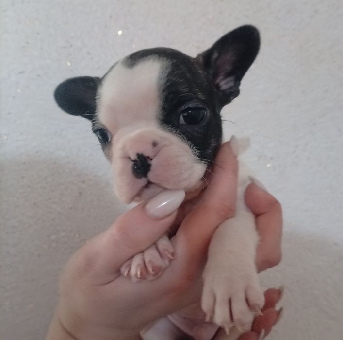 Французский бульдог.