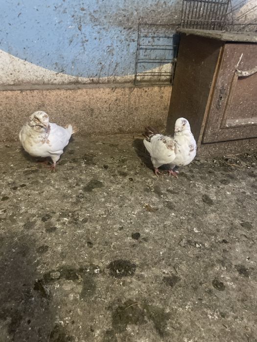 Porumbei americani si standard