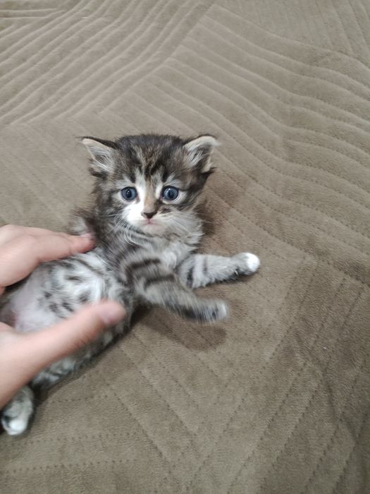 Отдам котят бесплатно