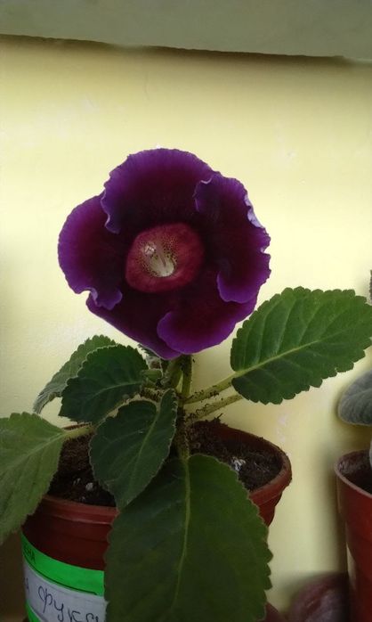 Продаются детки глоксиний тедеи